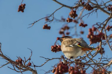 Eğlenceli bir gri ve turuncu bohem İpekkuyruk Bombycilla garrulus altında kırmızı küçük elma parkta vahşi elma ağacının dalını üzerinde kış mavi gökyüzü arka plan üzerinde yiyor