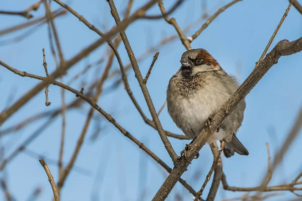 A fun gray and yellow sparrow is on a brown branch with white hoarfrost in the park in winter on a blurred background — Stock Photo, Image