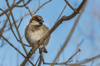 Eğlenceli bir gri ve sarı serçe parkta beyaz hoarfrost ile kahverengi dal üzerinde arka plan bulanık kışın