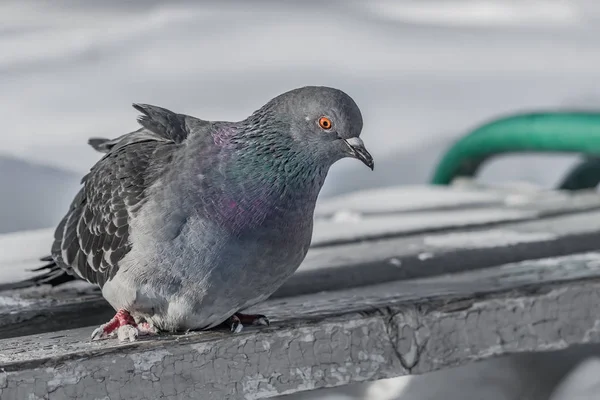 Een grijze duif met regenboog nek en heldere ogen is op een oude grijze armoedige houten bankje met witte sneeuw op een witte achtergrond in het park in de winter — Stockfoto