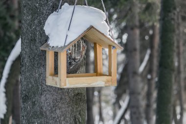 Bir yeni sarı kuş ve sincap besleyici kontrplak çatıda beyaz kar ile gelen bir parkta kahverengi bir ağaç üzerinde renkli bir ip üzerinde sonbaharda evim