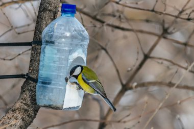 Bir güzel sarı baştankara şeffaf plastik şişe besleyici evde parkta kışın kuştur