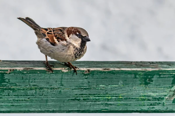 Een leuke grijs en oranje sparrow is op een oude houten groen bankje in het park in de winter op een achtergrond wazig witte sneeuw — Stockfoto