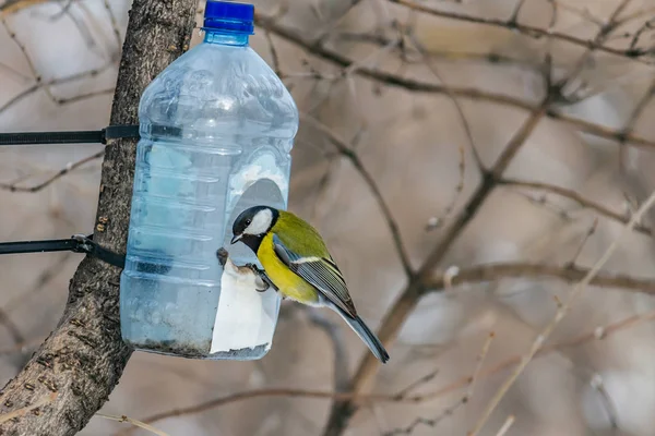 Kışın şeffaf plastik şişe besleyici evde parkta güzel sarı baştankara kuş yiyor