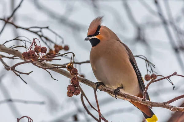 En rolig grå och orange bohemiska Sidensvansar Bombycilla garrulus äter ett rött litet äpple på en gren av vilda äppelträd i parken på vintern på en blå himmel bakgrund — Stockfoto