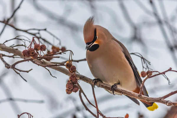 En rolig grå och orange bohemiska Sidensvansar Bombycilla garrulus äter ett rött litet äpple på en gren av vilda äppelträd i parken på vintern på en blå himmel bakgrund — Stockfoto