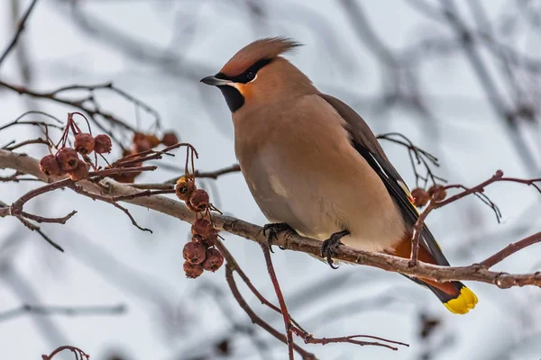 En rolig grå och orange bohemiska Sidensvansar Bombycilla garrulus äter ett rött litet äpple på en gren av vilda äppelträd i parken på vintern på en blå himmel bakgrund — Stockfoto