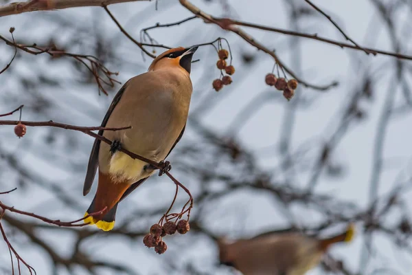 En rolig grå och orange bohemiska Sidensvansar Bombycilla garrulus äter ett rött litet äpple på en gren av vilda äppelträd i parken på vintern på en blå himmel bakgrund — Stockfoto