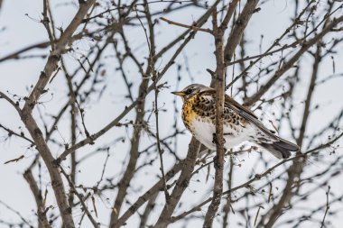 Eğlenceli bir gri ve turuncu fieldfare Turdus pilaris bulanık beyaz gökyüzü arka plan üzerinde kışın Park gri dal oturur