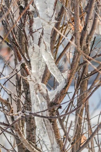 Een groep van scherpe heldere witte transparante ijspegels is opknoping neer uit de grijs en oranje takken van een struik in de wintertuin. — Stockfoto