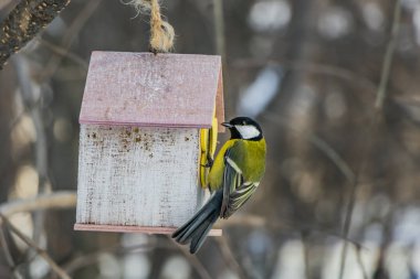 Sonbaharda bir sarı kuş ve sincap besleyici evden kontrplak parkta küçük sarı baştankara oturur