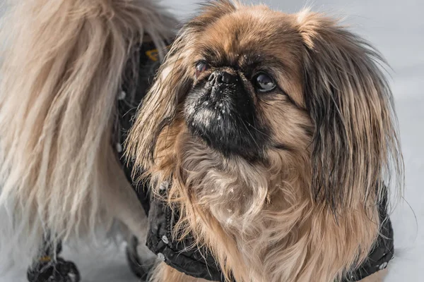 Bellissimo Cagnolino Pechinese Tuta Nera Con Neve Bianca Sul Muso — Foto Stock