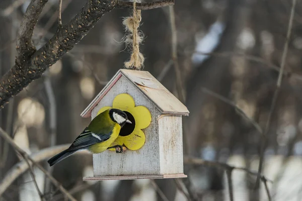 Sonbaharda bir sarı kuş ve sincap besleyici evden kontrplak parkta küçük sarı baştankara oturur
