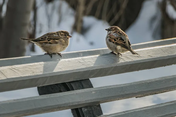 Pereche Vrăbii Gri Maro Stă Bancă Veche Lemn Gri Parc — Fotografie, imagine de stoc