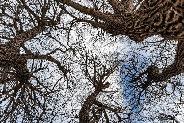 Um belo e fantástico salgueiro marrom branchy sem folhagem em um parque no inverno contra o céu azul com fundo de nuvens brancas — Fotografia de Stock