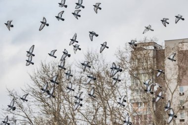 Gri güvercinlerin güzel bir sürüsü ağaçlar ve ev ile mavi gökyüzünde uçuyor