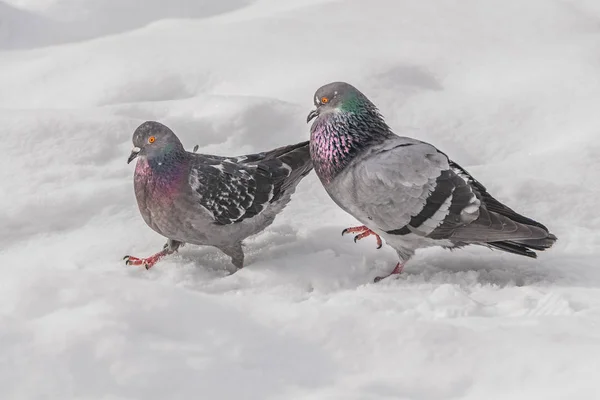 Два голубя с радужными шеями и яркими глазами зимой ходят в белом снегу — стоковое фото