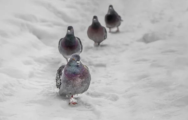 Een groep van vier grijze duiven met regenboog halzen en heldere ogen volgt elkaar in witte sneeuw in het Park in de winter. — Stockfoto