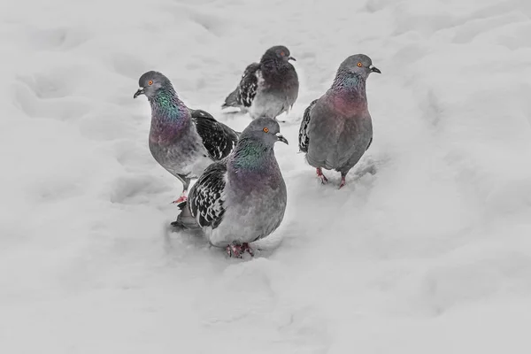 Een groep van vier grijze duiven met regenboog halzen en heldere ogen is in witte sneeuw in het Park in de winter. — Stockfoto
