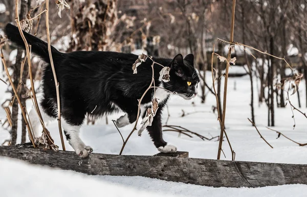 Un bellissimo gatto bianco e nero con grandi occhi gialli luminosi e naso rosa è su una recinzione di legno grigio con cespugli di lampone asciutti su uno sfondo bianco neve in un giardino d'inverno — Foto Stock