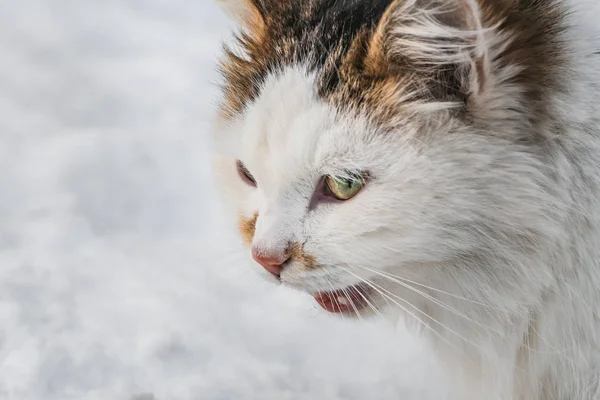 Ett porträtt av meowing fluffigt vit och röd katt med gröna ögon och rosa näsa på en vit och grå suddig snö bakgrund på vintern — Stockfoto