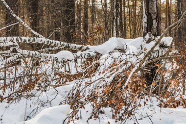 Sarı kuru yeşillik ve beyaz kar ile eski kırık beyaz huş kışın ormanda kar üzerinde