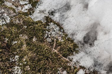 Bahar aylarında bir parkta beyaz kar ile yeşil ve sarı yosun