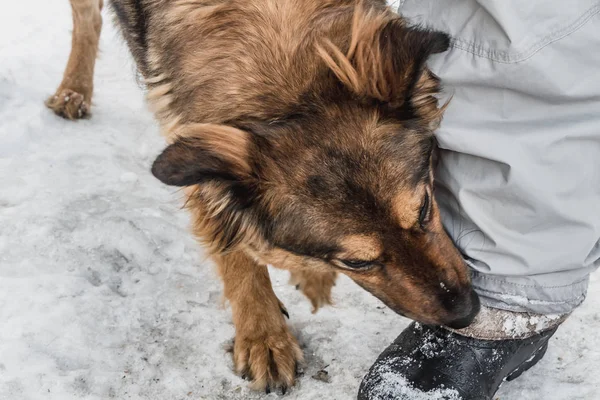 Büyük kırmızı öfkeli köpek kışın dışında gri pantolon bir adamın bacağını ısırır