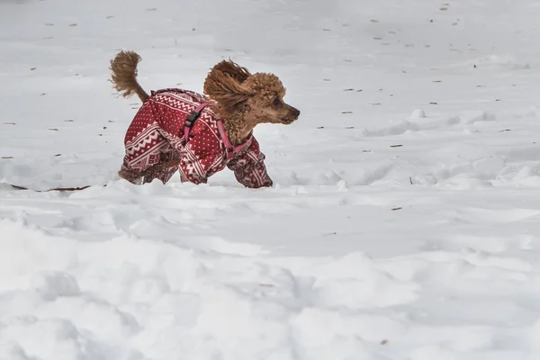 Un bellissimo cagnolino rosso in miniatura con tuta stampa bianca e imbracatura rosa è in neve bianca nel parco in inverno — Foto Stock