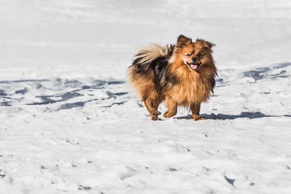 Una bella piccola Pomerania arancione o Pom è una razza di cane dello Spitz che corre nella neve bianca in inverno. — Foto Stock