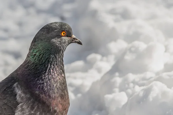 Profile portret of One beautiful gray pigeon bird with orange eyes on a white snow path in a park in winter