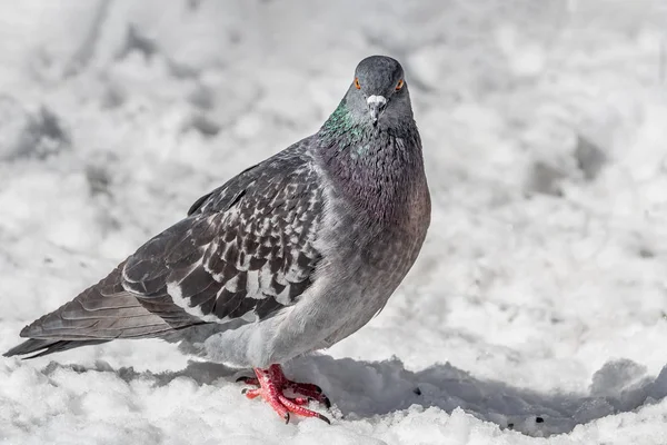 Un bel oiseau de pigeon gris aux yeux orange vif et au cou arc-en-ciel regarde dans la caméra sur une neige blanche dans un parc en hiver — Photo