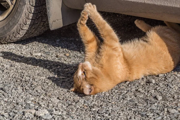 Gri kirli araba altında taşlar ile gri yolda sarı gözleri ve pembe burun ile güzel parlak kırmızı kedi yardım