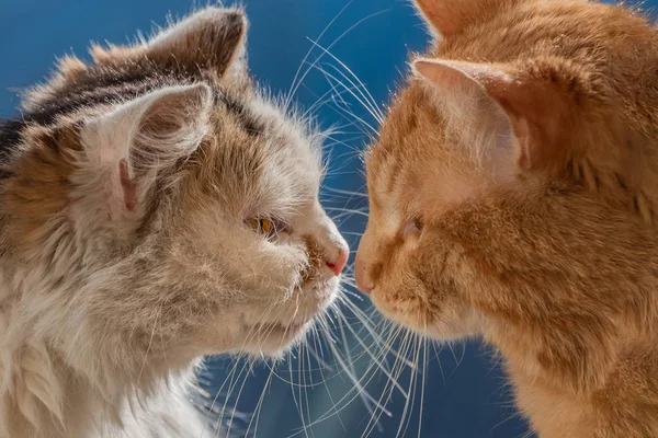 Profilo vista di due giovani gatti adulti rosso e bianco sono seduti insieme naso a naso e guardando l'un l'altro su sfondo blu — Foto Stock