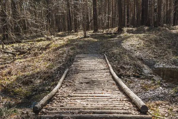 Çam ve Birches ormanda baharda dere üzerinde sarı yaprakları ile ahşap günlükleri köprü — Stok fotoğraf