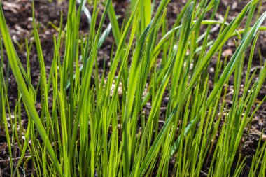 Bahar çiçeklenme önce su yağmur damlaları ile güzel yeşil yaprakları ile vahşi Daffodils