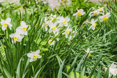 Bahar aylarında güzel yeşil yaprakları ile vahşi beyaz Daffodils