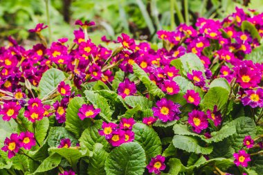 Bahar güzel yeşil yapraklar çiçek ile kırmızı Primrose çiçekler