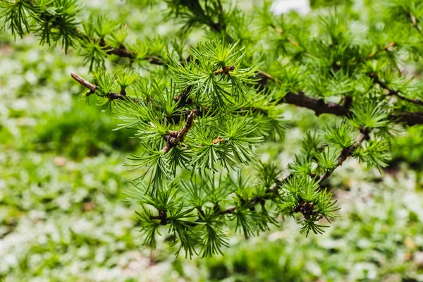 Bulanık yeşil arka planda karaçam genç taze yeşil dalları — Stok fotoğraf