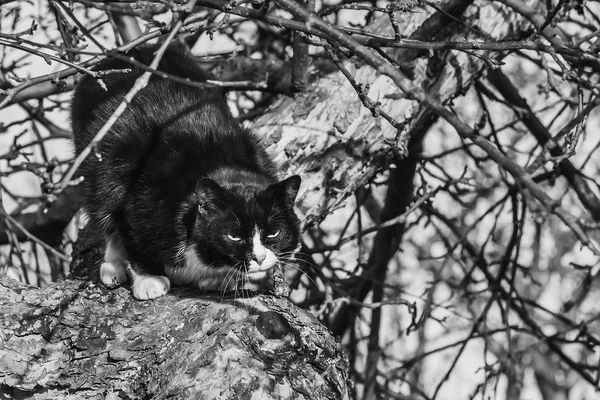 Foto en blanco y negro de un hermoso gato enojado blanco y negro con grandes ojos y mirada salvaje revuelca en un árbol —  Fotos de Stock