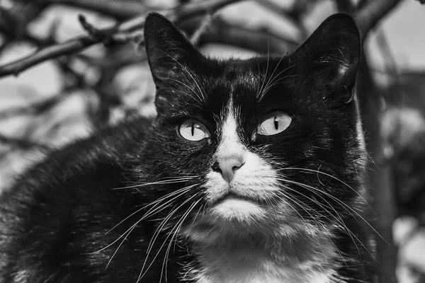 Retrato de foto preto e branco de um belo adulto jovem gato preto e branco com grandes olhos — Fotografia de Stock