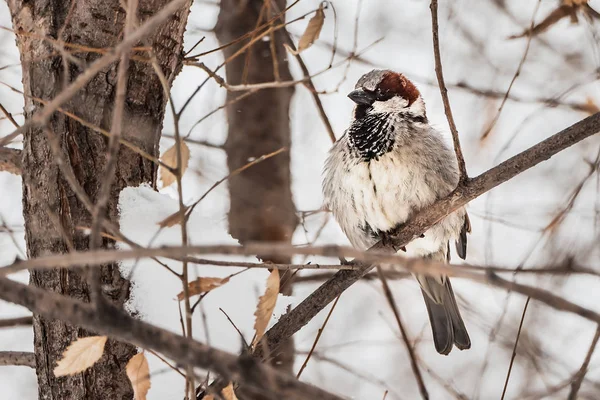 Ein lustiger grauer und brauner Sperling sitzt im Winter auf einem Ast mit Schnee im Park — Stockfoto