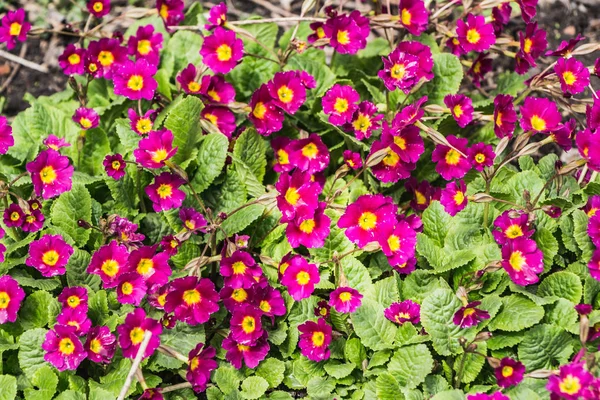 Flores de prímula vermelha com belas folhas verdes florescem na primavera — Fotografia de Stock