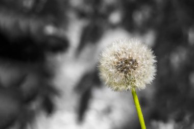 Güzel bir bulanık beyaz ve gri ve siyah arka plan üzerinde tohumları ile bir beyaz kabarık karahindiba kafası