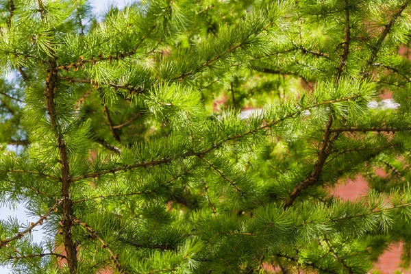 Молодые свежие зеленые ветви лиственницы на размытом красном фоне — стоковое фото