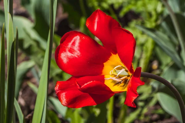 A red tulip with yellow center and stamens and pestle on a blurred green background — Stock Photo, Image