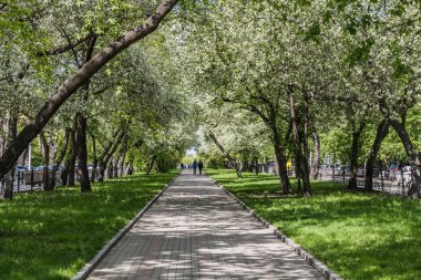 Baharda sokakta genç yaprakları ve yeşil çimenler ile beyaz çiçekler elma ağaçları ve çalılar ile çiçek lenme arasında bir grup insan ile gri ve kırmızı kaldırım levhaları ile asfalt bir yol