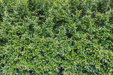 Yaz aylarında bir parkta yeşil genç taze yaprakları ve tomurcukları ile çitler için bir cotoneaster çalı