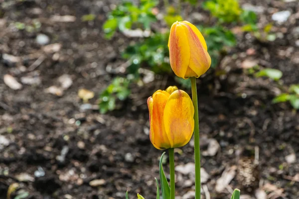 Two yellow with red tulips on a blurred green and brown soil background — Stock Photo, Image