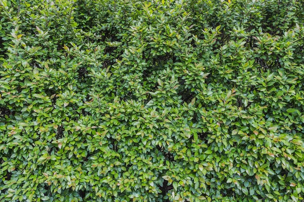 Un arbusto de montaña para setos con hojas y brotes verdes y jóvenes en un parque en verano — Foto de Stock